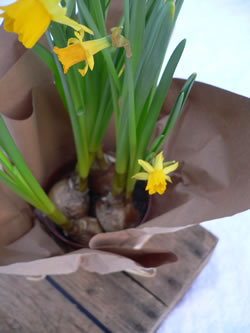 Daffodil centrepiece