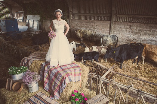 Bridal shoot with cows