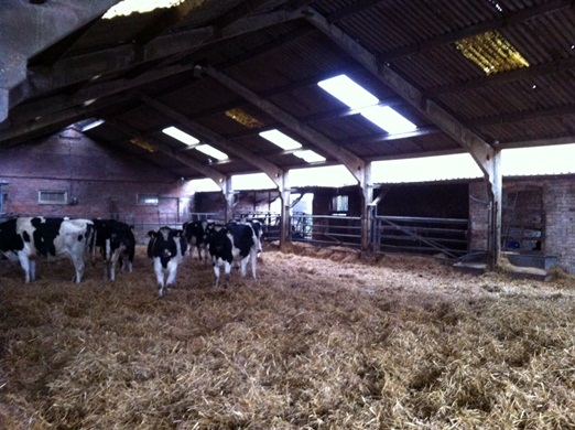 Cow barn wedding venue Cow barn wedding venue