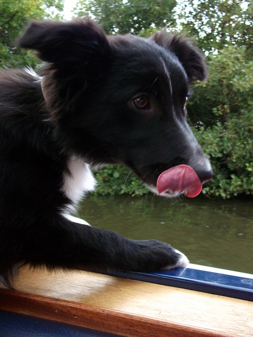 Collie puppy Collie puppy