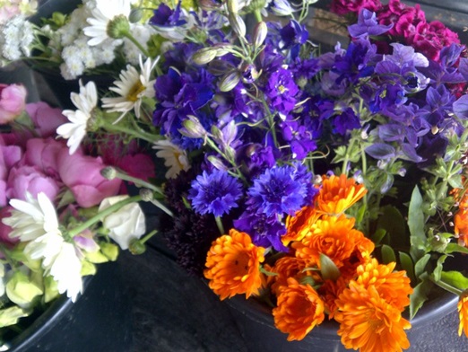 Cut flowers