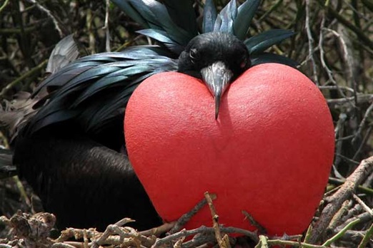 Galapagos Island adventure honeymoon