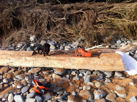 Arthur the dachschund checking out the driftwood bench