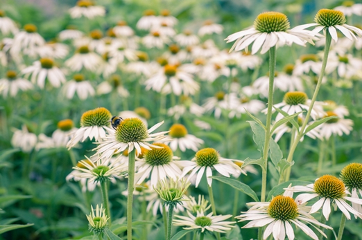 Echinacea flowers