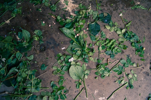 Cuttings
