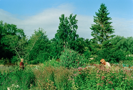 Cutting seasonal blooms in the Pyrus walled garden