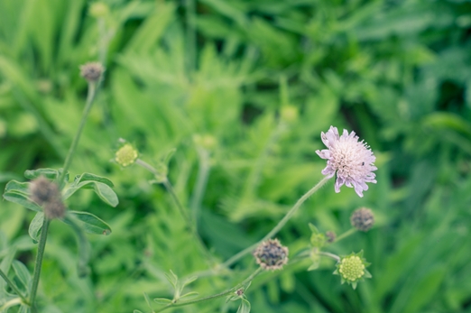 Field scabious