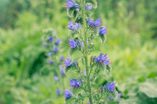 Wild flowers