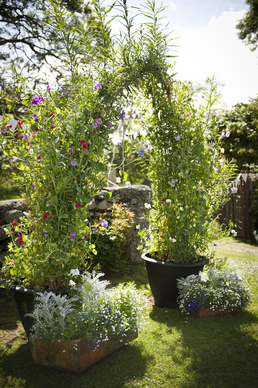 Living willow and sweet pea wedding ceremony archway – photography http://katmervynphotography.com 