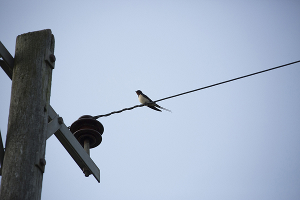 Swallow on a telephone wire // Jennie Hill Photography // The Natural Wedding Company
